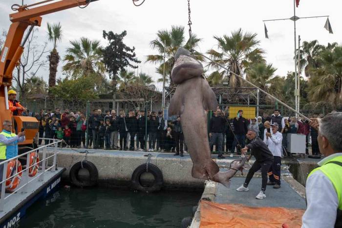 Kıyıya Vuran Köpek Balığının Nesli Tehlike Altında Tür Olduğu Belirlendi