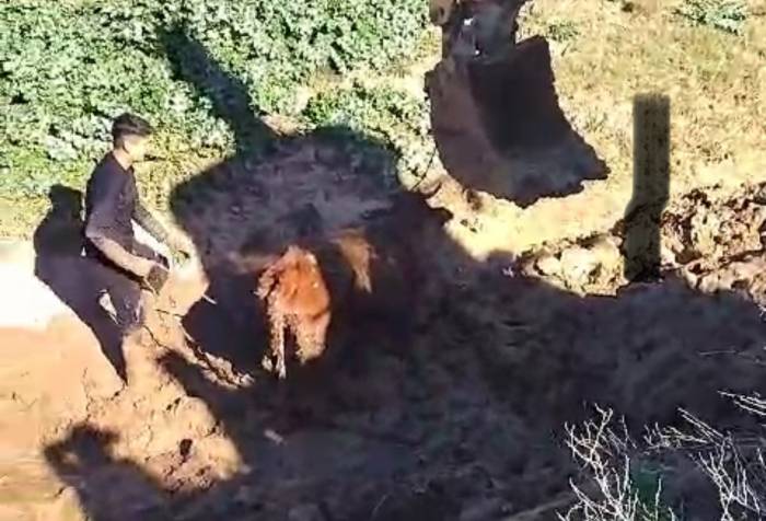 Şırnak’ta Çamura Saplanan İnek İki Gün Sonra Kepçeyle Kurtarıldı