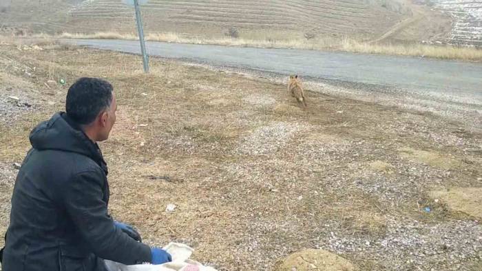 Kurnaz Tilki Bu Kez Yakayı Ele Verdi
