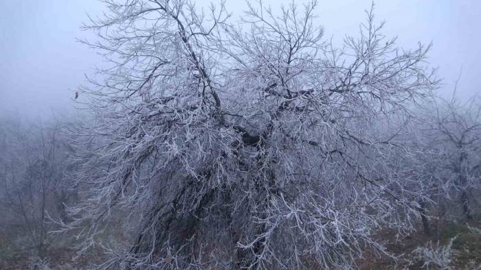 Malatya’da Kırağı Ağaçları Ve Bitkileri Beyaza Bürüdü