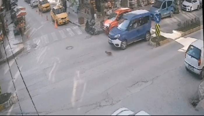 İki Aracın Ezdiği Kedinin İmdadına Koştu Ama Büyük Şok Yaşadı