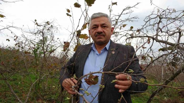 Fındıkta ‘Sıcak Hava’ Tehlikesi: Ciddi Rekolte Kaybı Yaşanabilir