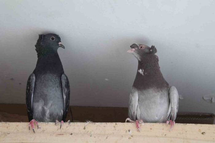 Asırlardır ‘Türk Fısıldayıcısı’nın Ötüşünü Dinliyorlar