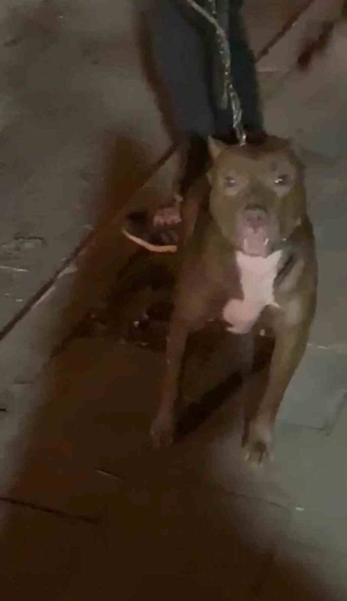 Cihangir’de Korku Dolu Anlar Kamerada: Tartıştığı Kişinin Üzerine Pitbull Köpeğini Saldırttı