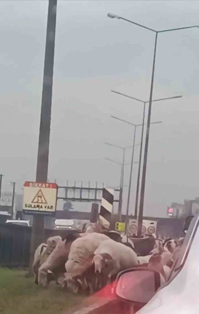 Bursa’da Koyun Sürüsü Çevre Yoluna Çıktı, Trafikte Uzun Kuyruklar Oluştu