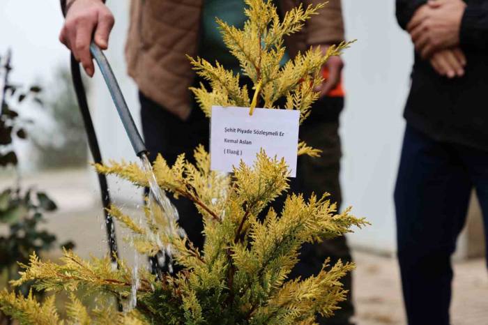 Fidanlar Şehitler Anısına Dikildi