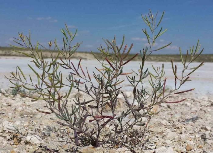 Türkiye’nin İnsanlı İlk Uzay Misyonuna İzmir’den Bitki Deneyi