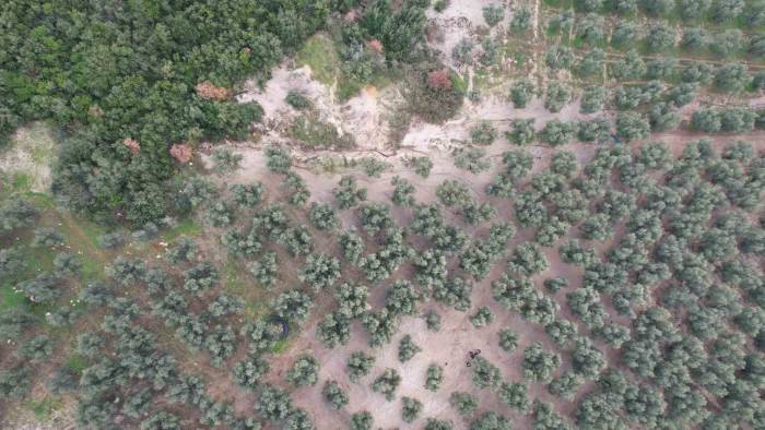 Üzerine Mıcır Dökülen Zeytin Ağaçları Günden Güne Kuruyor