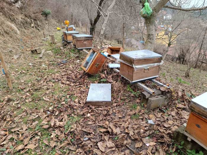 Köye İnen Ayı, Arı Kovanlarına Saldırdı