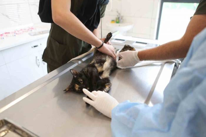 Büyükşehir, 2023 Yılında 10 Bini Aşkın Sokak Hayvanına Yardımcı Oldu