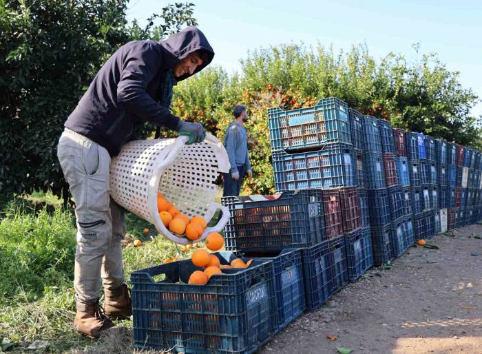 Adana’da Budama İşçilerine Günlük 750 Lira Yevmiye