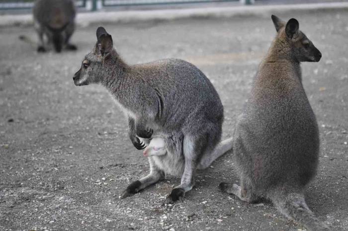 Ankara Büyükşehir Belediyesinin Evcil Hayvanlar Parklarının Yeni Üyeleri: Albino Kanguru Ve Lama