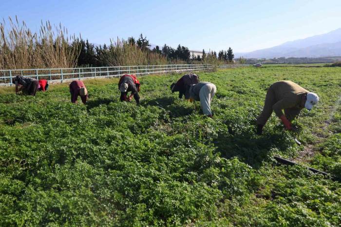 İnsanlar Zehirlenmesin Diye İşçiler Günlerce Mesai Yapıyor