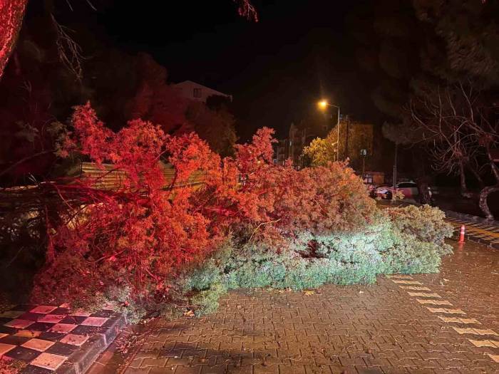 Ezine’de Fırtına Nedeniyle Ağaç Devrildi, Kapanan Yol Belediye Ekiplerince Açıldı
