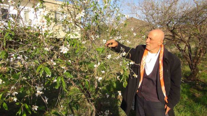 Mersin’de Badem Ağaçları Çiçek Açtı