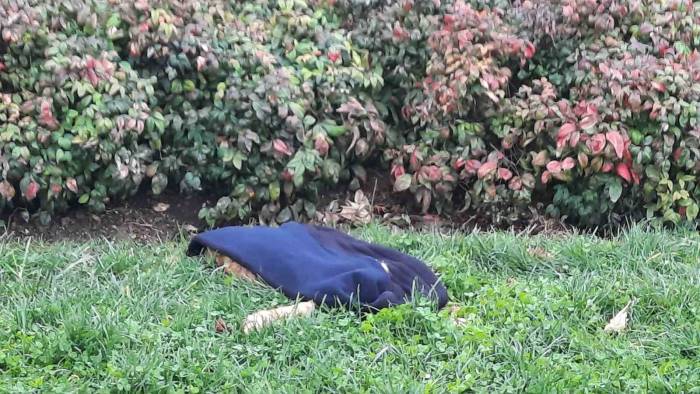 Taksim’de 3 Sokak Köpeğinin Saldırdığı Kedi Telef Oldu