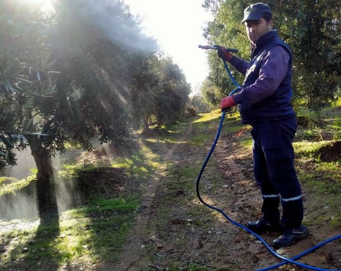 Sarıgöl’de Hasadı Biten Zeytin Bahçelerinde İlaçlama Başladı