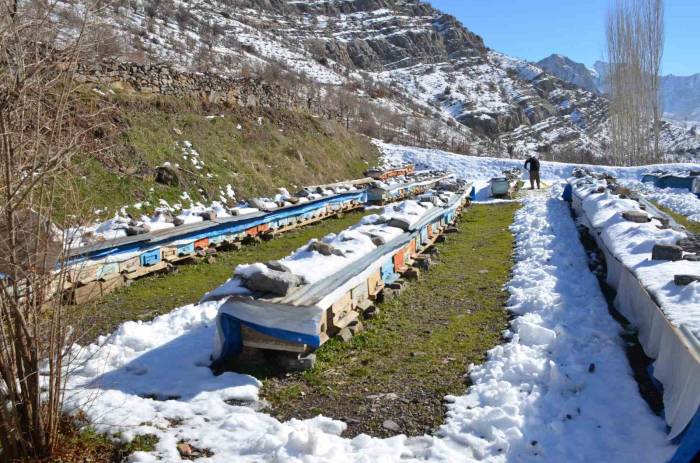 Şırnak’ta Arılar Kış Uykusunda Arıcılar Nöbette