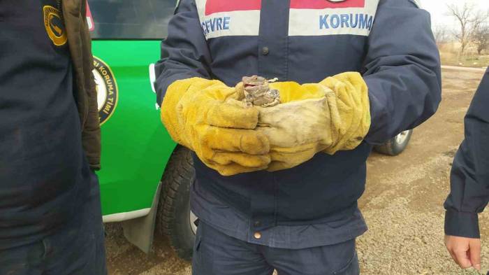 Adana’dan Gelen Davetsiz Misafir Yetkililere Teslim Edildi