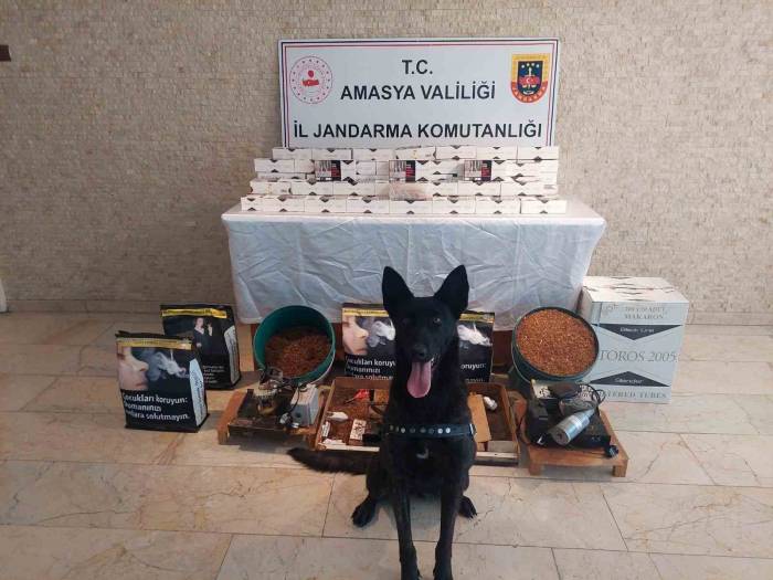 Amasya’da 20 Bin Dal Kaçak Makaron Ele Geçirildi