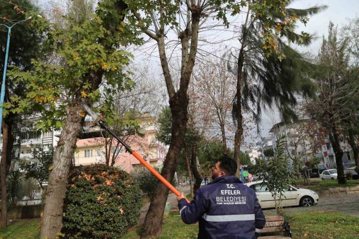 Efeler’in Ekipleri Park Ve Bahçelerde Bakım Çalışması Yapıyor