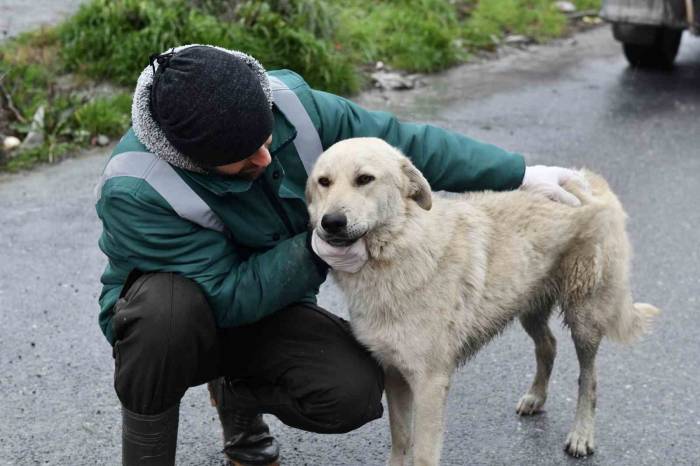 Esenyurt’ta Sokak Hayvanlarına Mama Desteği
