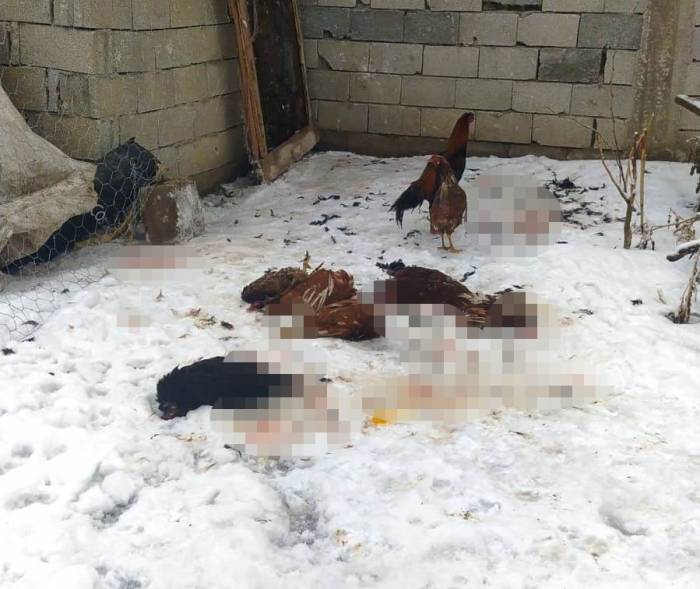 Başıboş Köpeklerin Saldırdığı Kümes Hayvanları Telef Oldu