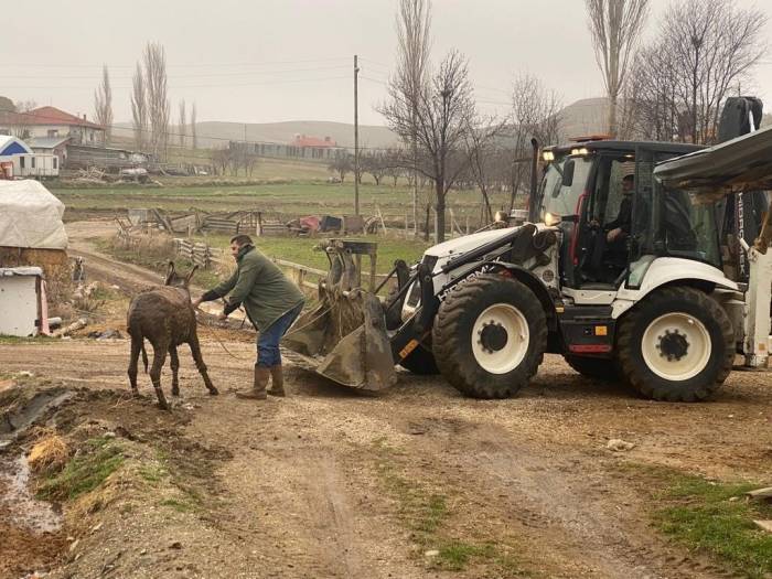 Bataklığa Saplanan Eşek Kepçeyle Kurtarıldı