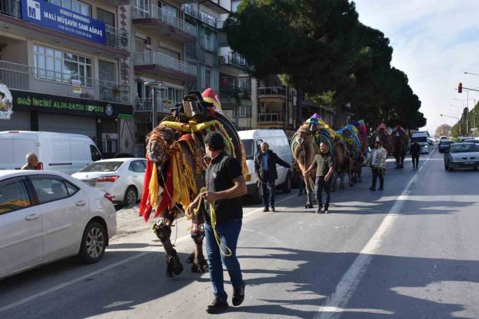 Germencik’te Pehlivan Develer Görücüye Çıktı