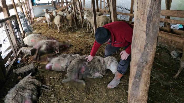 Ahıra Giren Kurtlar 25 Koyunu Telef Etti