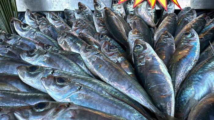 Tezgahlarda Azman Balığı Bolluğu