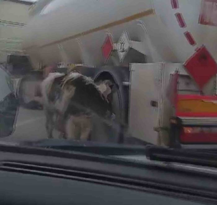 Otoyolda Gülümseten Buzağı Kovalamacası