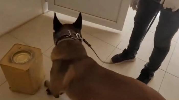 Peynir Tenekelerindeki Uyuşturucuyu Narkotik Köpeği Mia Buldu