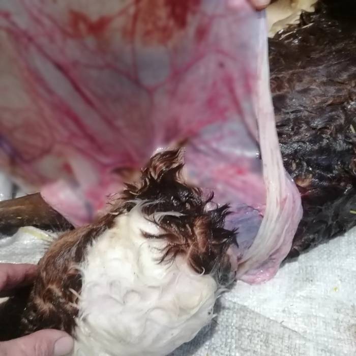 ’pelerinli’ Buzağı Görenleri Şoke Etti