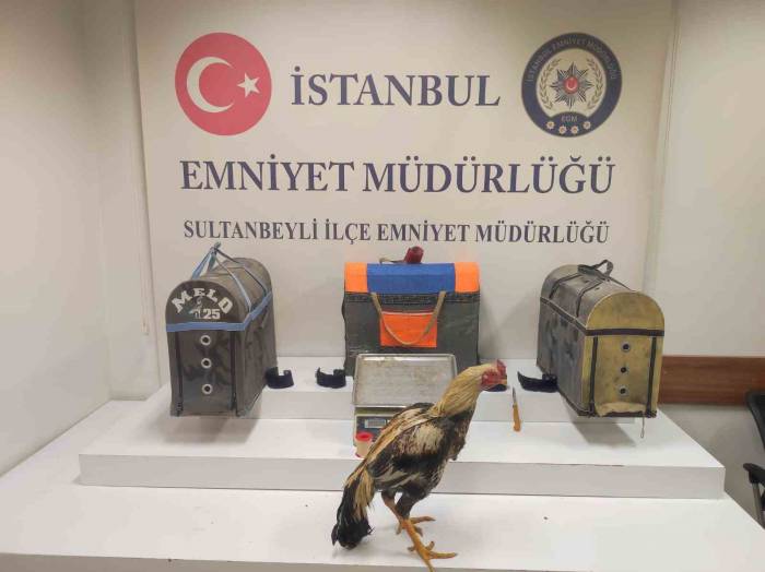 Sultanbeyli’de Horoz Dövüşçülerine Polisten Suçüstü