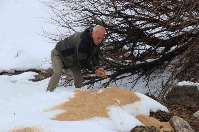 Siirt’te Kar Altındaki Yaban Hayvanlarına Yem Bırakıldı