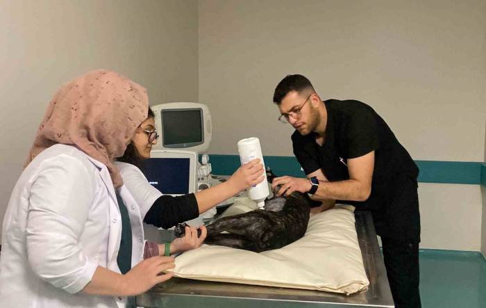 Türkiye’nin En Büyük Hayvan Hastanesi 7/24 Hizmette
