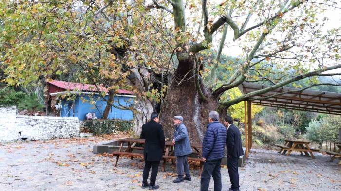 Kale’nin 13 Metre Çapındaki 8 Asırlık Erenler Kavağı Anıt Ağaç Olacak