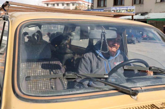 Gezen Tavuk Olsun Diye Tavuklarını Otomobille Gezdiriyor
