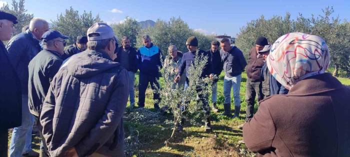 Zeytin Budamayı Uygulamalı Öğrendiler