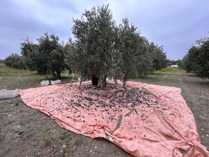 Zeytinin Başkenti Manisa’da Zeytin Hasadı Tamamlandı