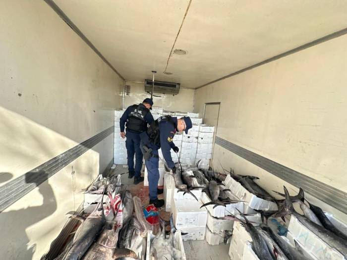Sahil Güvenlik Operasyonunda Avlanması Yasak Mavi Yüzgeçli Orkinos Balığı Yakalandı