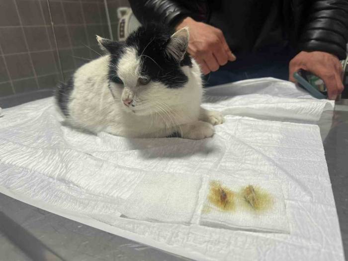 Endoskopi Yapılan Kedinin Midesinden Çıkanlar Pes Dedirtti