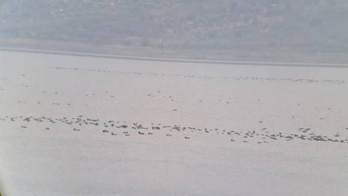 Manisa’da Kış Ortası Su Kuşu Sayımları Yapıldı