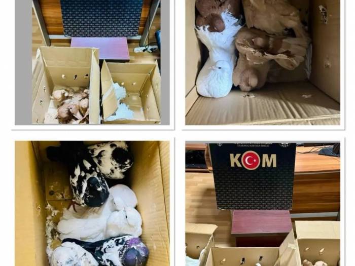 Kırklareli’de Yurda Kaçak Yollarla Getirilen Güvercinler Ele Geçirildi