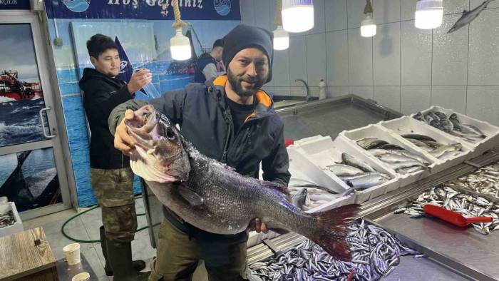 Sinop’ta 13 Kiloluk Dev Levrek Yakalandı