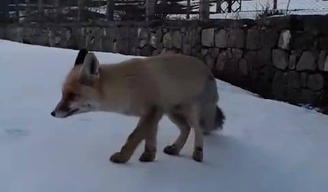 ‘Boncuğum’ Diye Seslendiği Tilkiyi Ekmekle Besledi