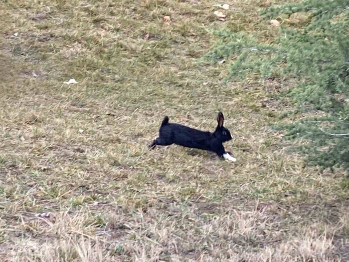 Tavşanlar Kaçtı, Ekipler Tuttu