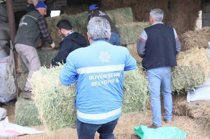 Başkan Çerçioğlu’ndan Üreticiye Yem Ve Yonca Desteği