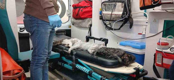 Esenyurt’ta Bir Evde Çıkan Yangın 4 Yaşındaki Çocuğun Dikkatiyle Annesi Ve 8 Evcil Hayvan Kurtuldu